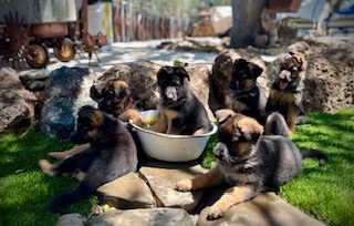 German shepherd puppies sitting by a bowl of water, one puppy is sitting in the water.
