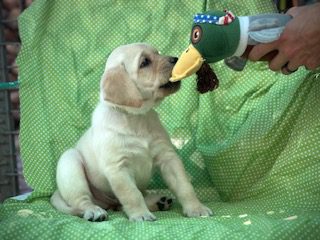 Labrador Puppy playing with a toy