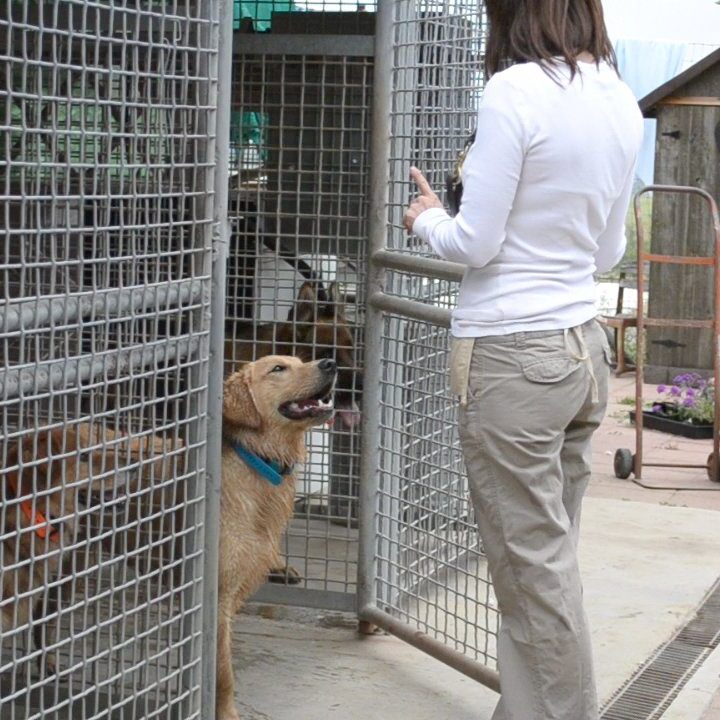 A woman standing next to a dog in a cage.