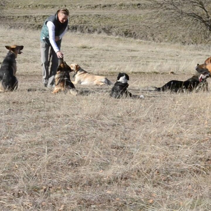 A woman is playing with dogs in the field