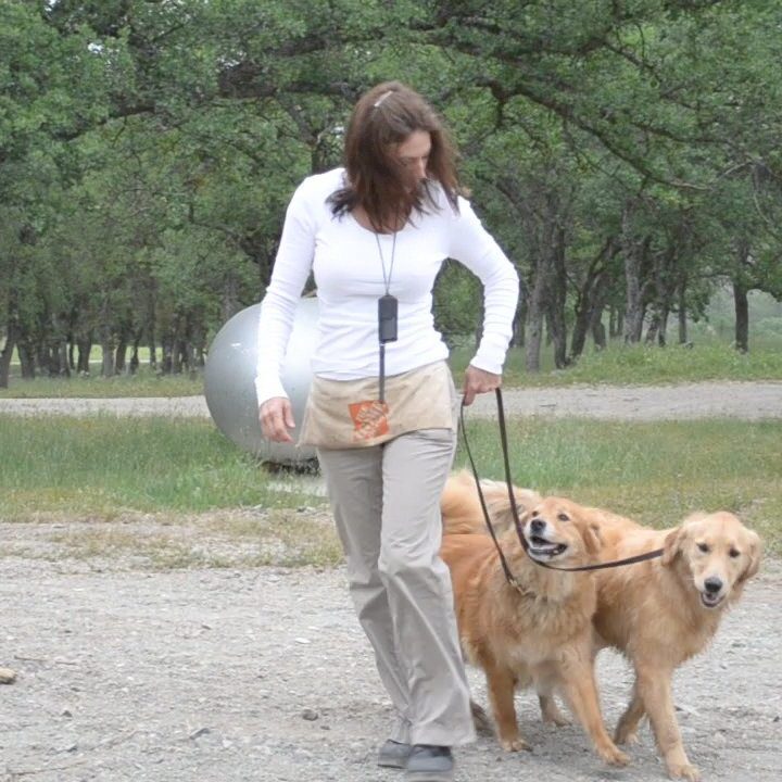 A woman walking two dogs on leashes.